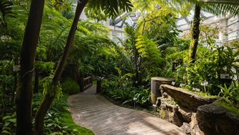 The meandering walk through the Humid House of Forsgate Conservatory allows visitors to experience tropical forest planting from different parts of the world. The planting and pathway design sequentially opens and conceals views and spaces as one moves through the garden. Tree ferns create an overhead canopy creating a sense of green enclosure.